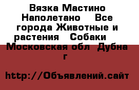 Вязка Мастино Наполетано  - Все города Животные и растения » Собаки   . Московская обл.,Дубна г.